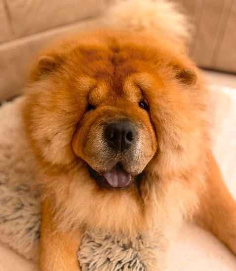 My fh and i love dogs, we were thinking to have a chow chow! - 1