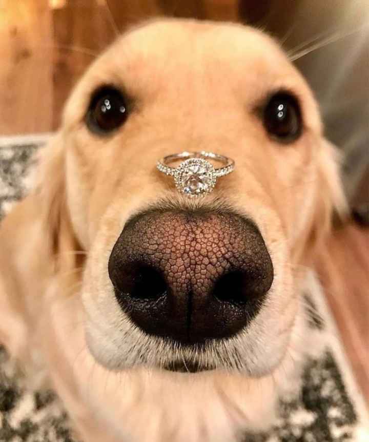Your dogs as your ring bearer😍😍😍😍 - 1