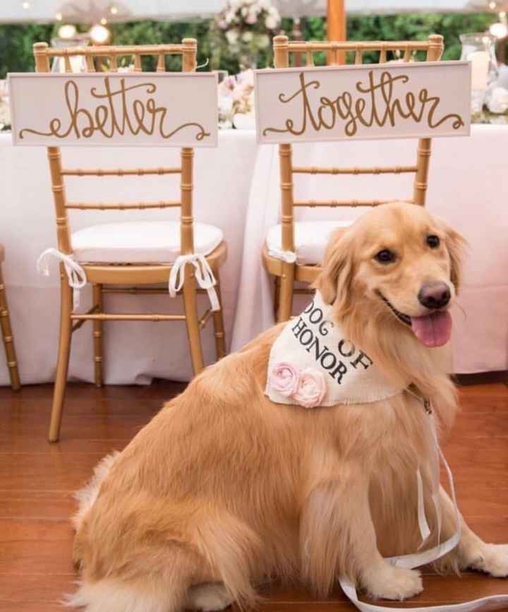 Your dogs as your ring bearer😍😍😍😍 - 2