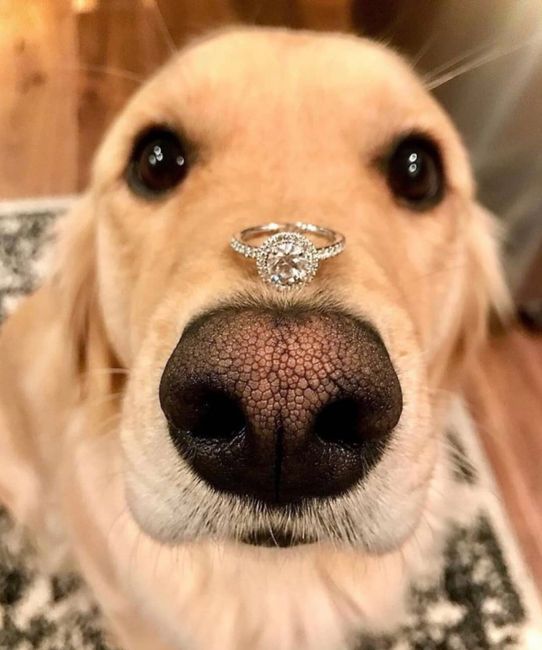 Your dogs as your ring bearer😍😍😍😍 1