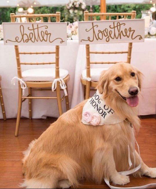 Your dogs as your ring bearer😍😍😍😍 2