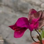 Shalini