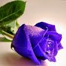 Ritesh
