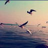 Taskeen