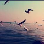 Taskeen
