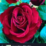 Shivani