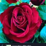 Shivani
