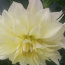 Aninta