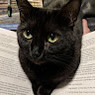 Kat