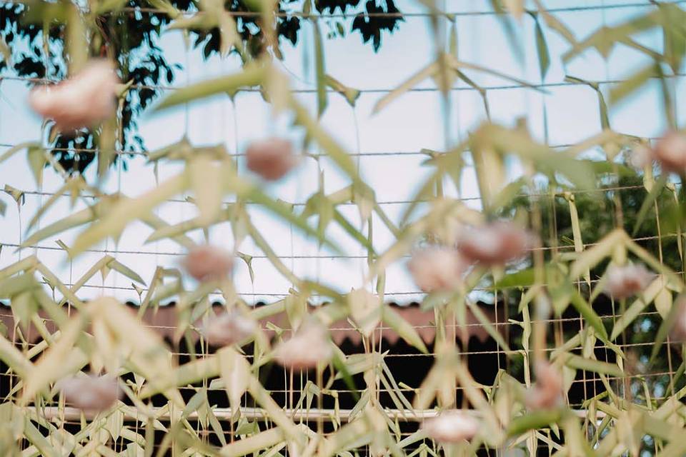 The Magnolia Meadows