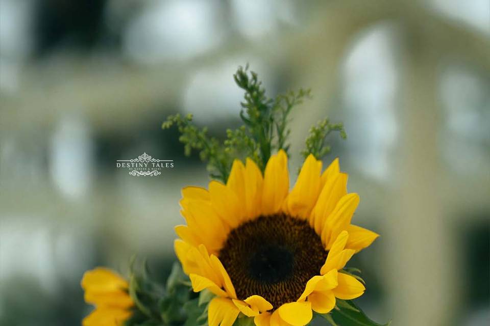 Sunny Side Up
