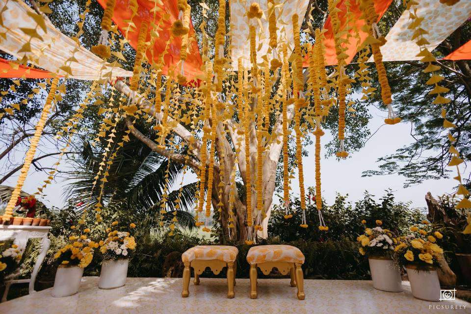 Haldi Setup