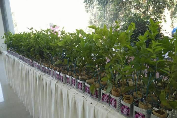 Beautiful Jasmine Plants