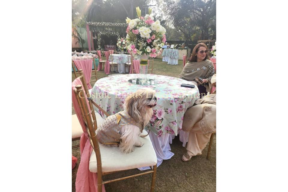 Pets at wedding