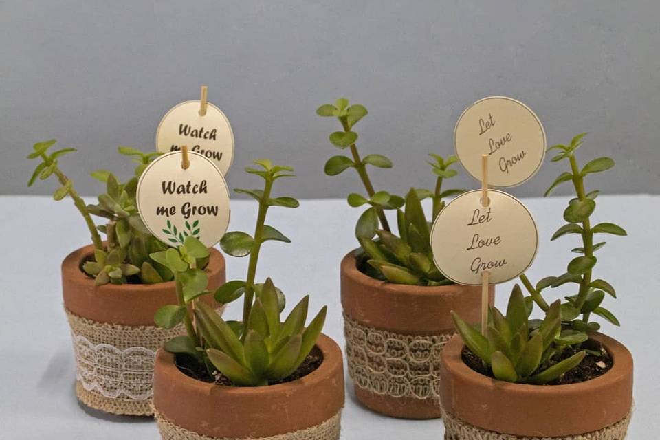 Bulk plant gifts