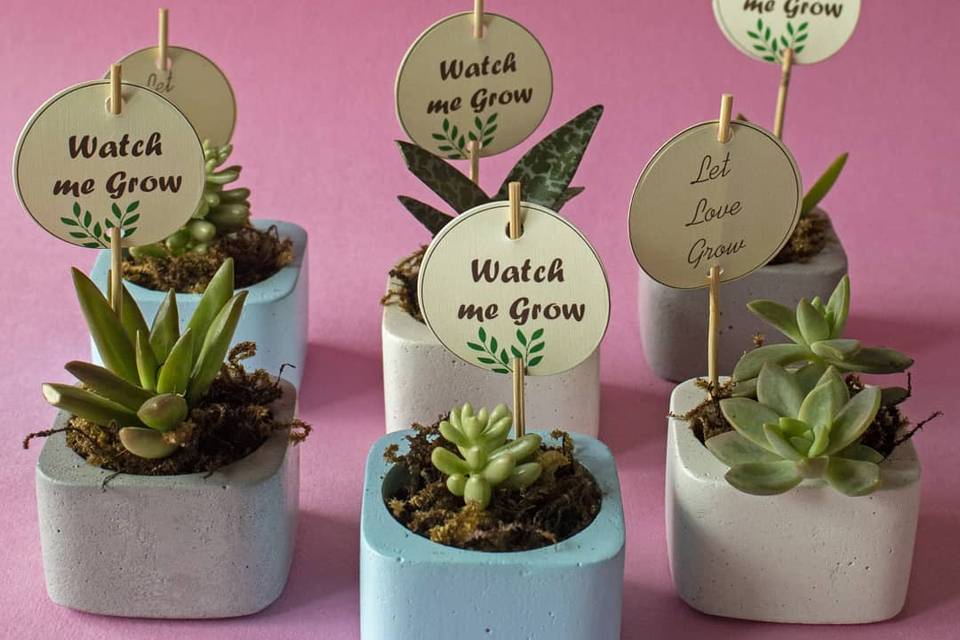 Bulk plant gifts