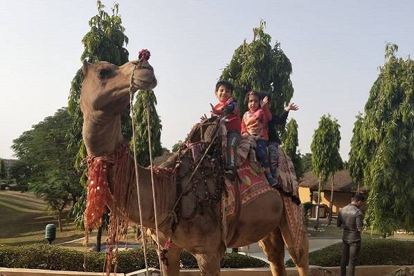 Camel ride