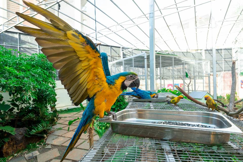 Parrot World