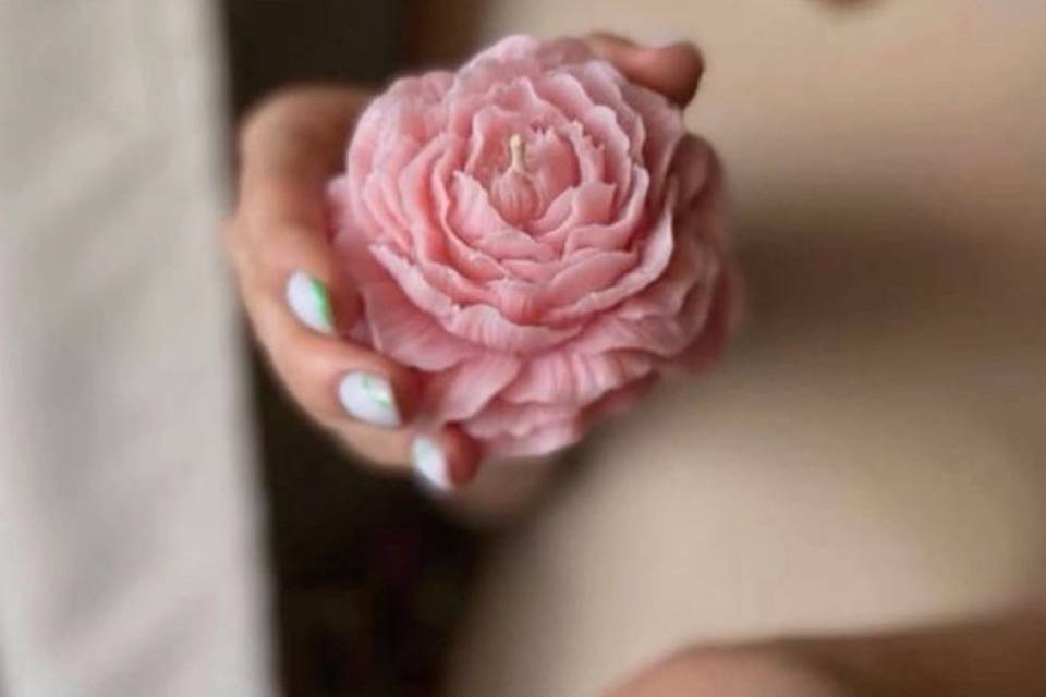 Peony rose