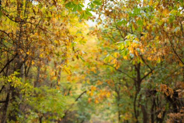 Fall PreWedding