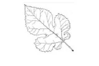 Mulberry Leaves Events logo