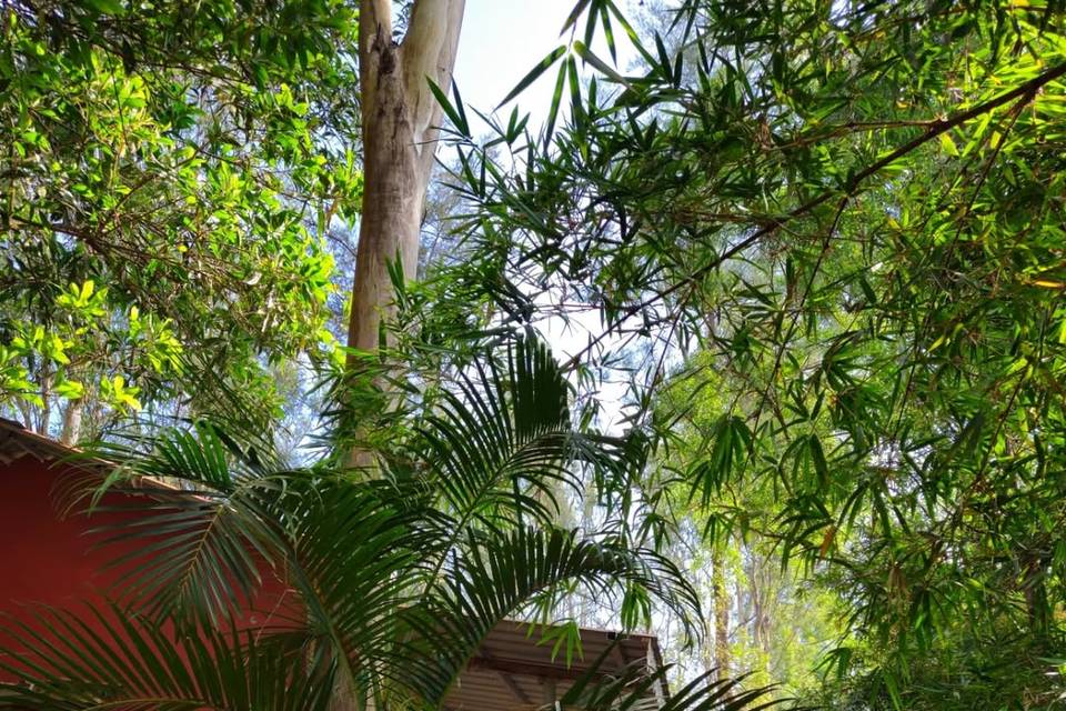 The Jungle Resort Amba portfolio