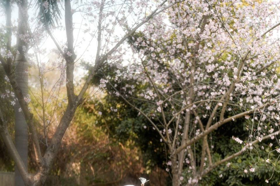 Wedding Photography