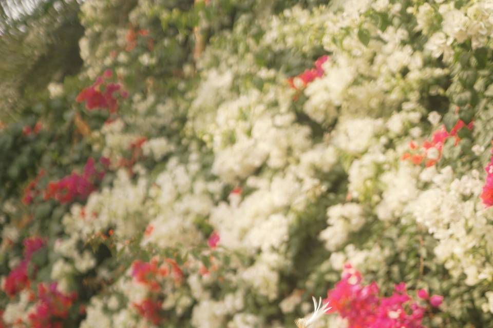 Wedding Photography