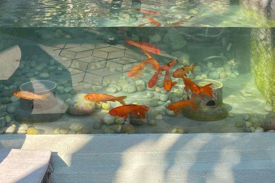 Poolside