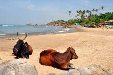 Holiday in Goa, Goa