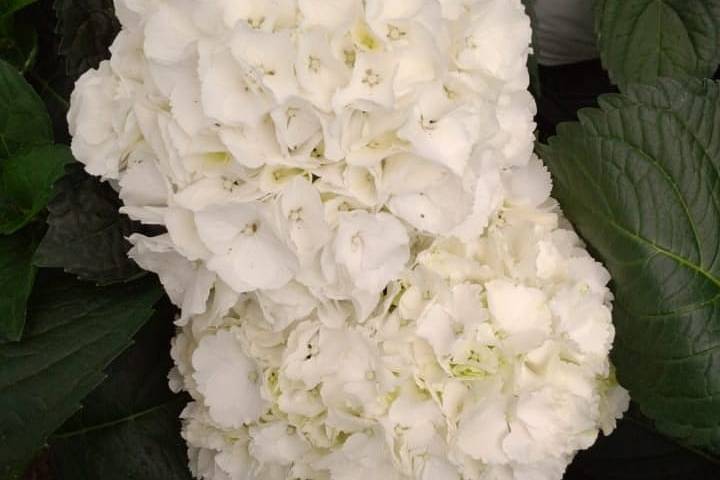 Windsor Flora, Bangalore