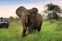 South African Wildlife Safari