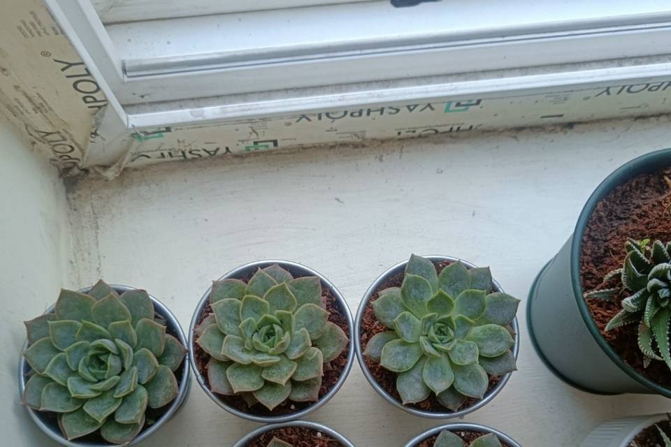 Small succulents