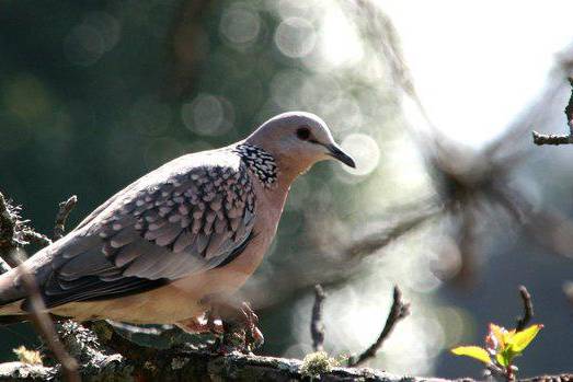 WItness the Mourning Dove