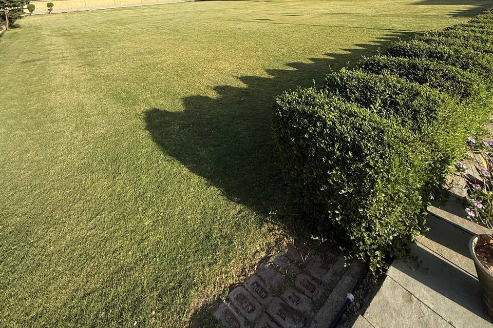 Lawn Area