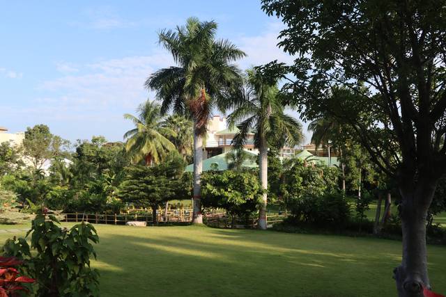 Lawn