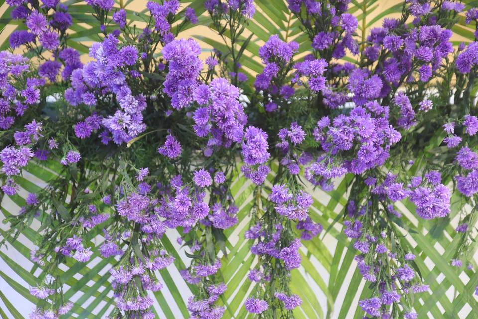 The Camellia Events