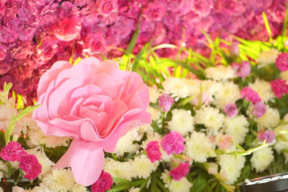 The Camellia Events