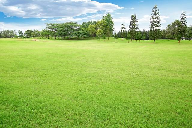 Lawn area