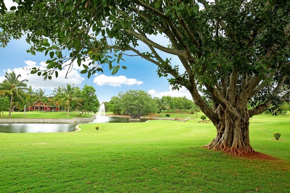 Lawn area