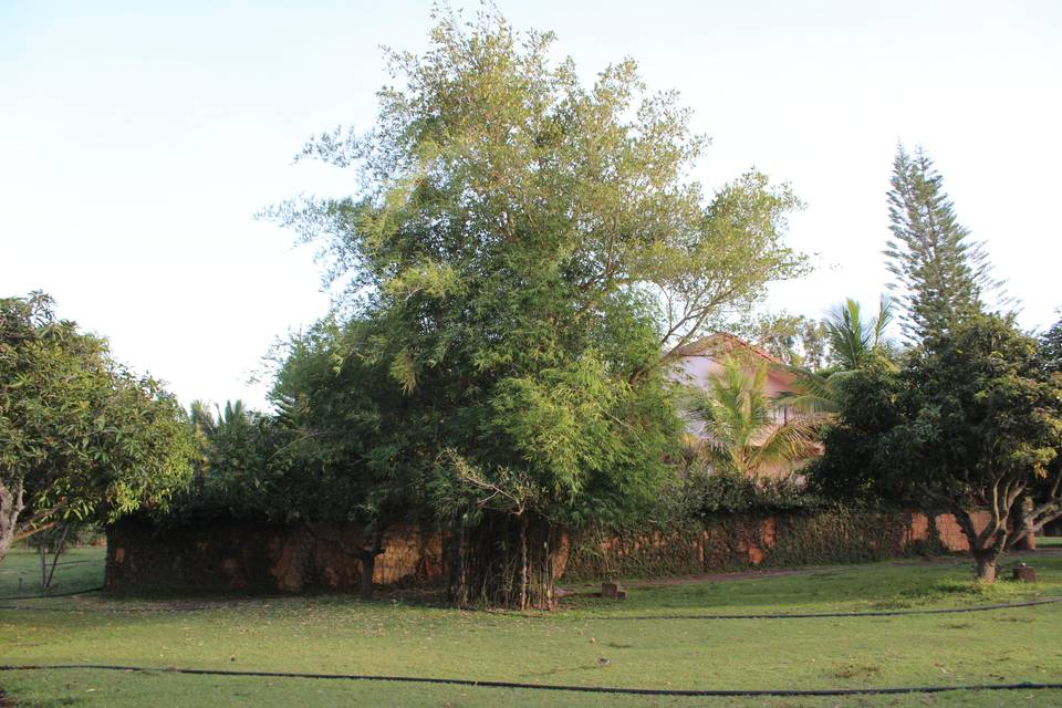 Tree backdrop