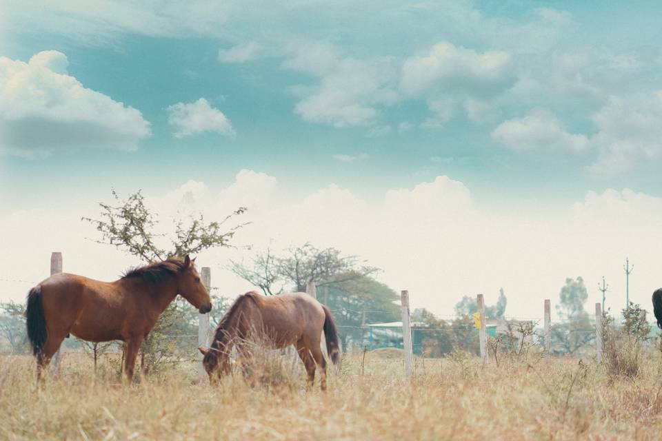 Prewedding Photoshoot