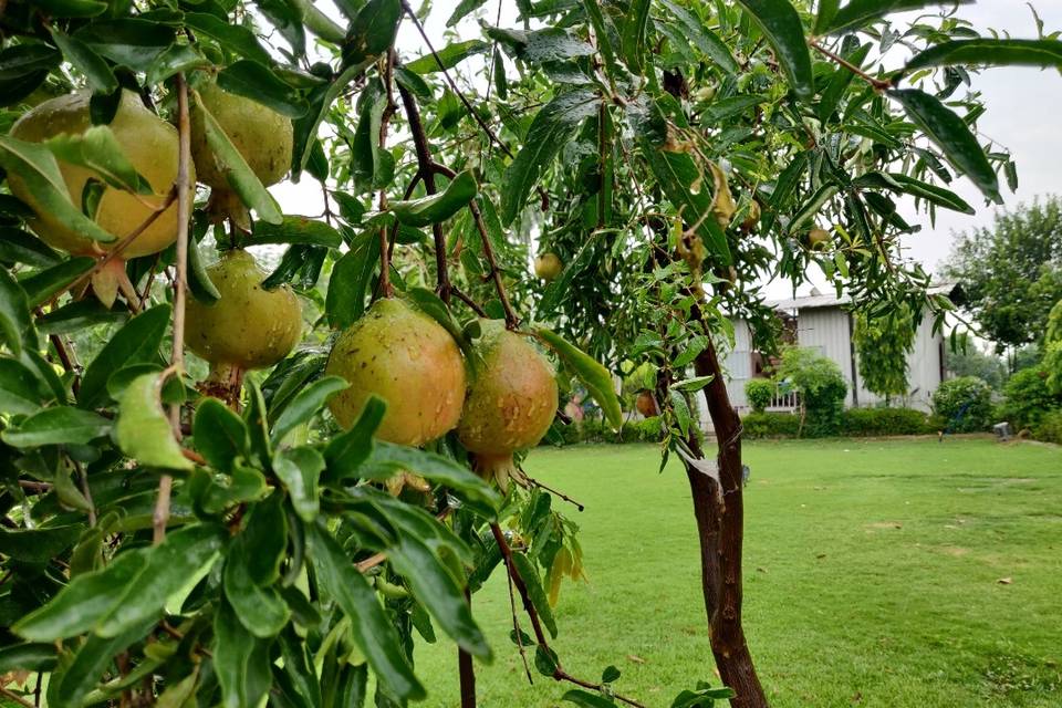 Marriage garden