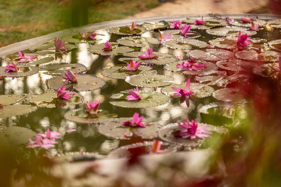 Lotus Pond