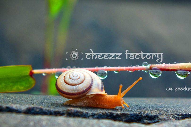 Cheezz Factory by Pradiyot