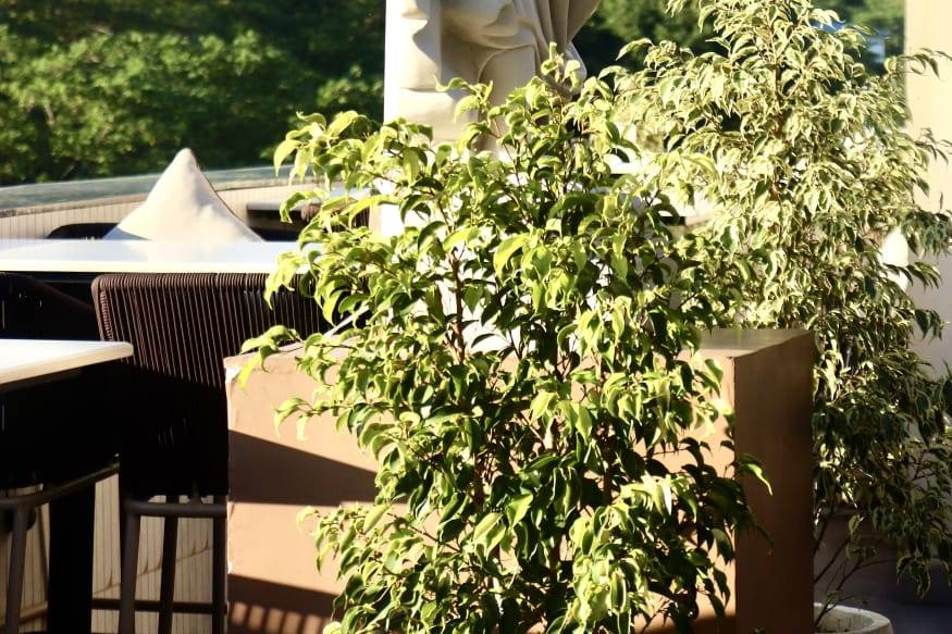 Rooftop Area
