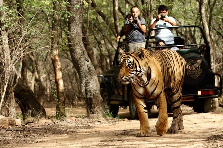 Ranthambore