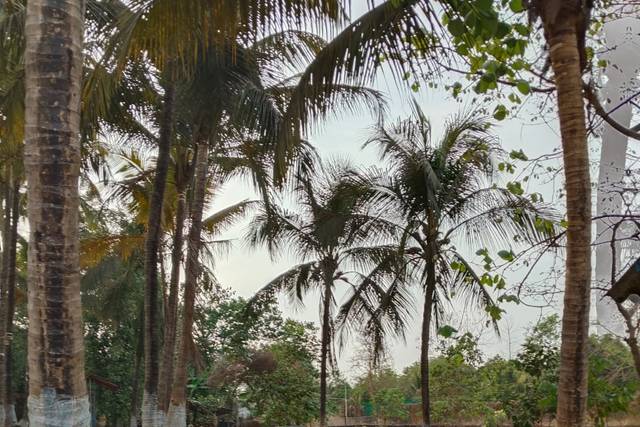 Lawn area