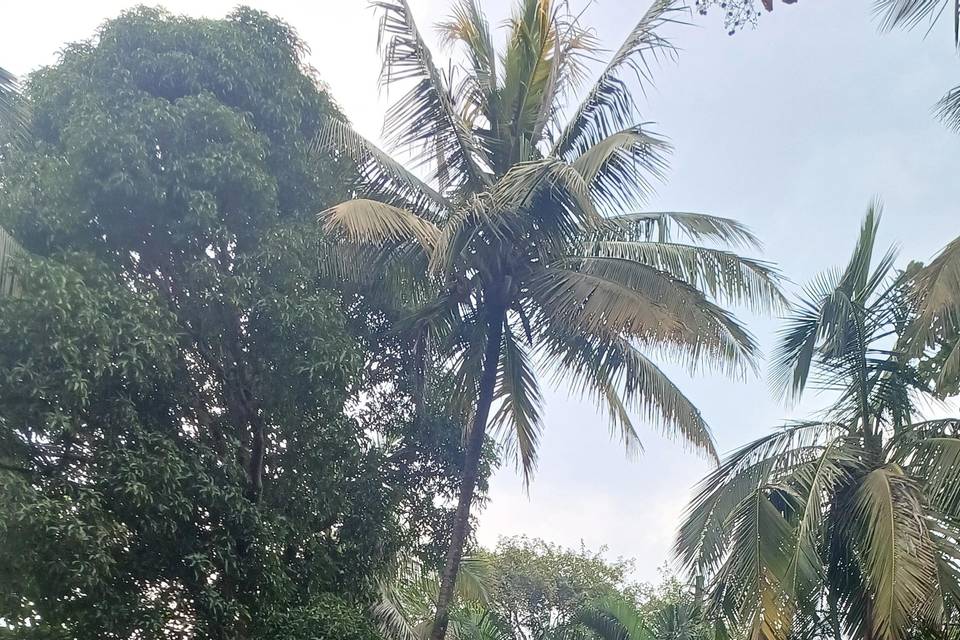 Haldi
