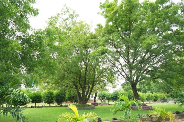 Lawn area